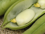 Broad Bean Pod (Vicia Faba) Opened to Show Fresh Green Broad Beans and Felt Lined Pod Photographic Print by Nigel Cattlin