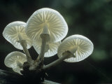 Mushrooms Growing on a Decaying Tree, Oudemansiella Mucida, Germany, Europe Photographic Print by Fritz Polking