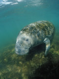 West Indian Manatee, Trichechus Manatus Latirostris, Usa, Florida, Fl, Everglades Photographic Print by Reinhard Dirscherl