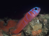 Blue-Banded Goby, Lythrypnus Dalli, California, USA Photographic Print by David Wrobel