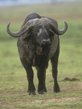 African Buffalo, Syncerus Caffer, Masai Mara Game Reserve, Kenya, Africa Photographic Print by Adam Jones