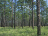 Longleaf Pine, Pinus Palustris, Forest and Savanna, Southeastern USA Photographic Print by David Sieren