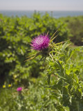 Bull Thistle, Cirsium Vulgare, Salt Point State Park, California, USA Photographic Print by Gerald & Buff Corsi