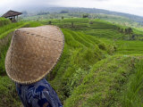 An Indonesian Worker Looks Out over Terraced Rice Paddies in the Interior of Bali, Indonesia Photographic Print by David Fleetham