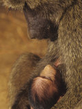 Olive Baboon Nursing its Baby, Papio Anubis, Samburu Game Reserve, Kenya, Africa Photographic Print by Joe McDonald