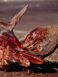 Komodo Dragons Eating Dead Dolphin, Varanus Komodoensis, Rinca, Komodo National Park, Indonesia Lámina fotográfica por Reinhard Dirscherl Komodo Dragons Eating Dead Dolphin, Varanus Komodoensis, Rinca, Komodo National Park, Indonesia Lámina fotográfica por Reinhard Dirscherl