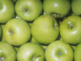 Apple Variety Granny Smith (Malus Domestica), Native to Asia Minor Photographic Print by Ken Lucas