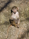 Hamadryas Baboon Young (Papio Hamadryas), Ethiopia Photographic Print by Reinhard Dirscherl