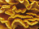 Close-Up of Sulfur Polypore Mushroom Growing on a Dead Tree (Polyporus Sulphureus), North America Photographic Print by Tom Edwards