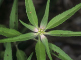 Toothed Spurge (Euphorbia Dentata), an Invasive Noxious Weed, Virginia, USA Photographic Print by Rob & Ann Simpson
