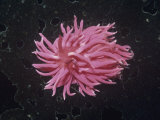 Hopkin's Rose Nudibranch (Hopkinsia Rosacea), Pacific Coast of North America Fotografisk tryk af Ken Lucas Hopkin's Rose Nudibranch (Hopkinsia Rosacea), Pacific Coast of North America Fotografisk tryk af Ken Lucas