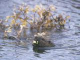 Beaver Swimming with Recently Cut Branch Gathered for Food (Castor Canadensis), North America Reprodukcja zdjęcia autor Tom Walker Beaver Swimming with Recently Cut Branch Gathered for Food (Castor Canadensis), North America Reprodukcja zdjęcia autor Tom Walker