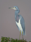 Tricolored Heron, Egretta Tricolor, Venice Rookery, Florida, USA Photographic Print by Arthur Morris