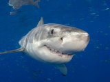 Great White Shark (Carcharodon Carcharias), Guadalupe Island, Mexico Photographie par David Fleetham