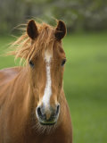 Horse in Meadow, Cades Cove, Great Smoky Mountains National Park, Tennessee Photographic Print by Adam Jones