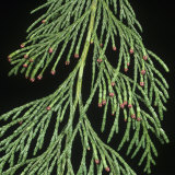 Lawson Cypress (Chamaecyparis Lawsoniana) Leaves with Red Male Flowers Photographic Print by Nigel Cattlin