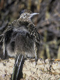 Roadrunner Sunbathing, Geococcyx Californianus, Western North America Photographie par Arthur Morris