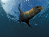 South African Fur Seal Swimming (Arctocephalus Pusillus Pusillus), South Africa Photographic Print by Reinhard Dirscherl