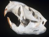 A Male Beaver Skull (Castor Canadensis), North America Photographic Print by Ken Lucas