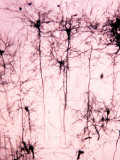 Neurons of the Cerebral Cortex Showing the Dendrites, Cell Bodies, and Axons Photographie par John D. Cunningham