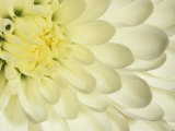 Close-Up of a White Chrysanthemum Flower Photographie par Adam Jones
