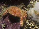 Cancer Crab, Cancer Branneri, British Columbia, Canada, Pacific Ocean Lámina fotográfica por Daniel Gotshall