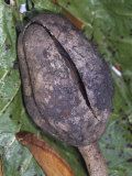 Fruit of the Mahogany Tree (Swietenia Macrophylla), Meliaceae, an Important Timber Species Photographic Print by Rob & Ann Simpson
