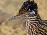 Greater Roadrunner Head, Geococcyx Californianus, Arizona, USA Lámina fotográfica por Joe McDonald