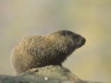Woodchuck or Groundhog (Marmota Monax), North America Photographic Print by Steve Maslowski