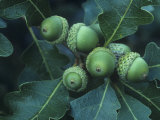 Gambel Oak Tree Leaves and Acorns, Quercus Gambelii, Southwestern North America Photographic Print by Doug Sokell