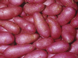 Potato Variety Red Thumb(Solanum Tuberosum Photographic Print by Ken Lucas