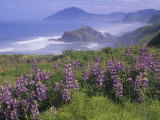 Lupines, Lupinus, and the Rocky Oregon Usa Coastline Near Nesika Beach Lámina fotográfica por Adam Jones Lupines, Lupinus, and the Rocky Oregon Usa Coastline Near Nesika Beach Lámina fotográfica por Adam Jones