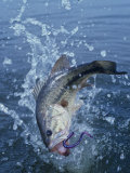 Largemouth Bass with Plastic Worm Jumping Photographic Print by Wally Eberhart