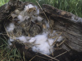 Young Eastern Cottontails in a Nest in a Hollow Log (Sylvilagus Floridanus), Minnesota, USA Photographic Print by Jack Michanowski