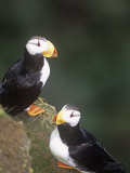 Horned Puffins, Fratercula Corniculata, St. Paul Island, Pribilof Islands, Alaska, USA Photographic Print by Arthur Morris