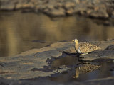 Black-Faced Sand Grouse Drinking at a Waterhole, Pterocles Decoratus, Samburu, Kenya, Africa Photographie par Joe McDonald