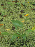 Arrowhead, Sagittaria Latifolia, and Duckweed, Lemna, in a Wetland Habitat, North America Photographic Print by Adam Jones