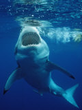Great White Shark, Carcharodon Carcharias, Mexico, Pacific Ocean, Guadalupe Fotografisk tryk af Reinhard Dirscherl Great White Shark, Carcharodon Carcharias, Mexico, Pacific Ocean, Guadalupe Fotografisk tryk af Reinhard Dirscherl