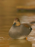 Male Gadwall Duck, Anas Strepera, North America Photographic Print by Jack Michanowski