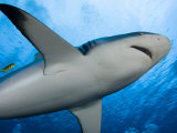 Gray Reef Shark Ventral View (Carcharhinus Amblyrhynchos), Yap, Micronesia Photographic Print by David Fleetham