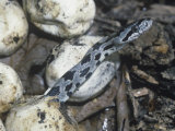 Black Rat Snake Egg Hatching (Elaphe Obsoleta), Eastern North America Lámina fotográfica por Richard Thom Black Rat Snake Egg Hatching (Elaphe Obsoleta), Eastern North America Lámina fotográfica por Richard Thom