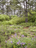 Karner Blue Butterfly Habitat Pine Barrens with Pitch Pine Trees and Wild Lupines Photographic Print