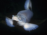Humpback Chub (Gila Cypha), a Rare and Endangered Species, Colorado River Basin, Western USA Photographic Print by Ken Lucas