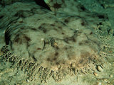 Tasseled Wobbegong Shark Head (Eucrossorhinchus Dasypogon), Pacific Ocean Photographic Print by Reinhard Dirscherl