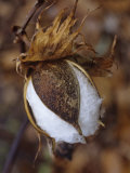 Cotton Boll Opening, Gossypium Hirsutum Photographic Print by David Sieren