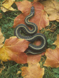 Eastern Garter Snake (Thamnophis Sirtalis Sirtalis) Fotografisk trykk av Bill Beatty