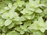 Menta verde Lámina fotográfica Menta verde Lámina fotográfica