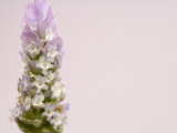 Lavender (Lavandula) Has a Variety of Uses Photographic Print
