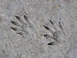 Raccoon Tracks in the Mud, Procyon Lotor, USA Reprodukcja zdjęcia autor Fritz Polking Raccoon Tracks in the Mud, Procyon Lotor, USA Reprodukcja zdjęcia autor Fritz Polking