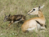 A Thomson's Gazelle with its Newborn Fawn, Gazella Thomsonii, East Africa Photographic Print by Joe McDonald